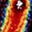 Lectins